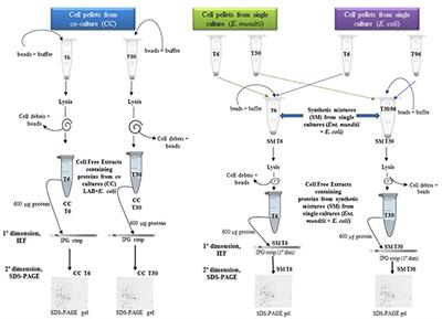 Differential Proteomic Analysis of Lactic Acid Bacteria—Escherichia coli O157:H7 Interaction and Its Contribution to Bioprotection Strategies in Meat